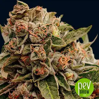 Lambs Breath X AK 49 - Vision Seeds