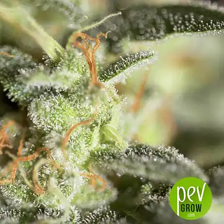 Medizinal CBD detail - Genehtik