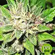 Mendocino Chanel Kush - Medical Seeds