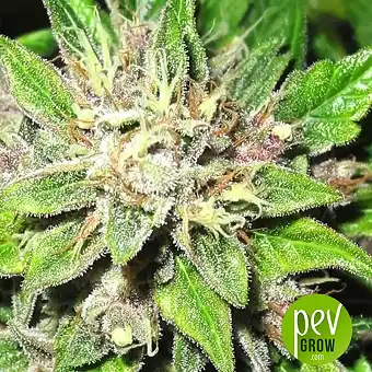 Mendocino Chanel Kush - Medical Seeds