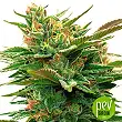 Nicole x OG - Vision Seeds