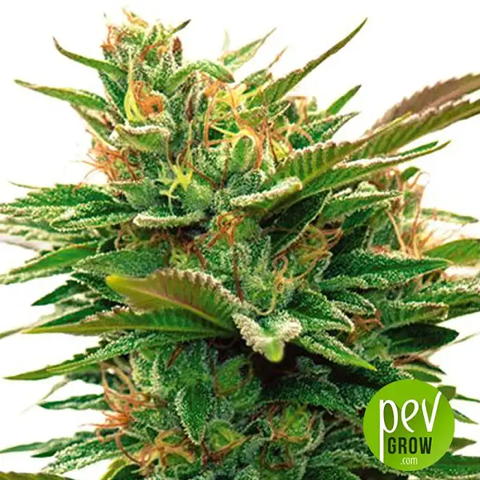 Nicole x OG - Vision Seeds