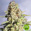 9 milimetros - Exclusive Seeds 9 milimetros - Exclusive Seeds