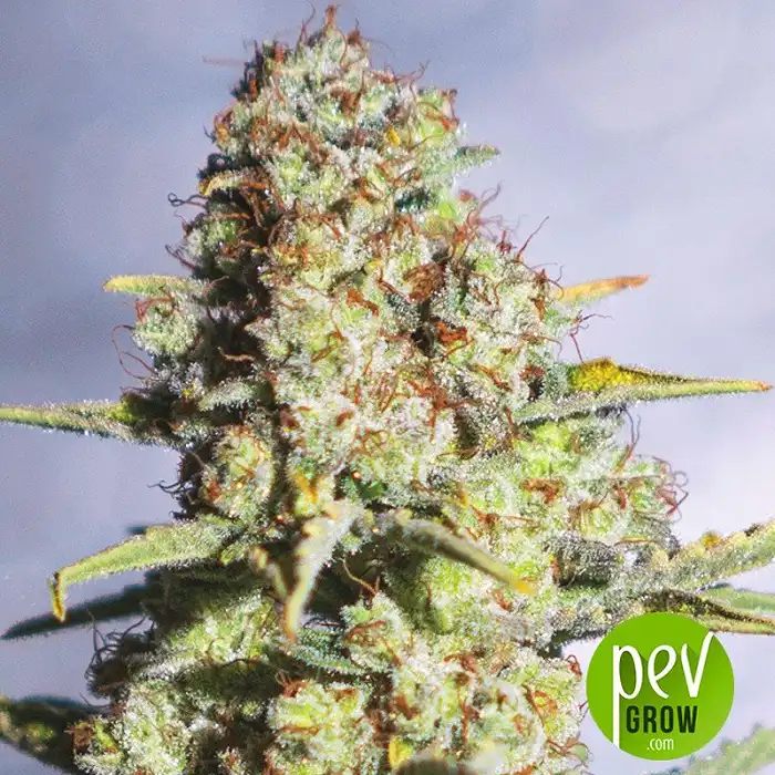 9 milimetros - Exclusive Seeds