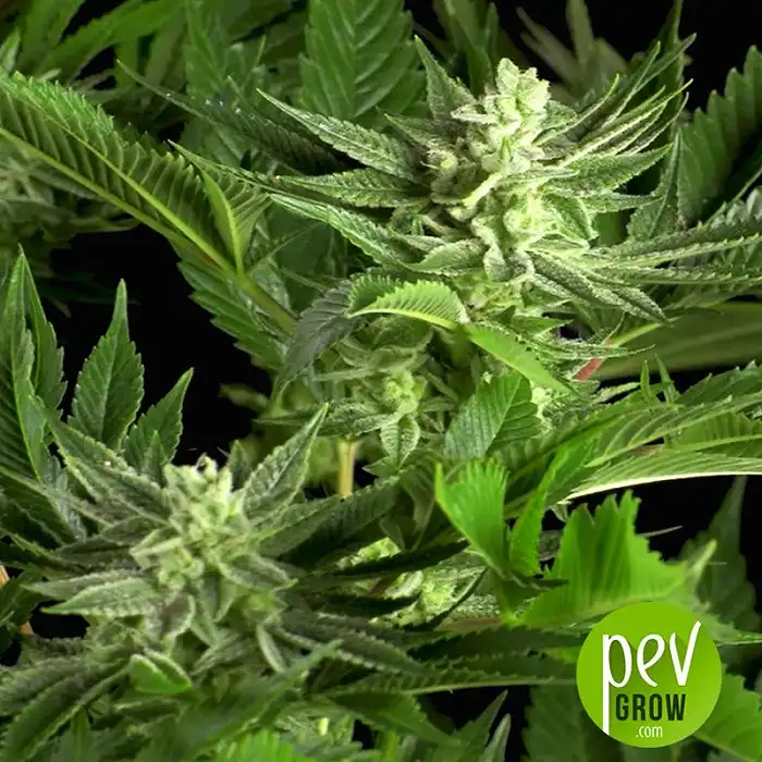 Gorilla CBD - Dinafem Seeds