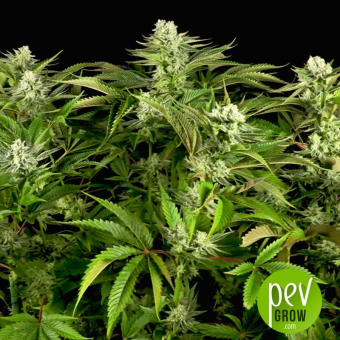 Quick Gorilla - Dinafem Seeds