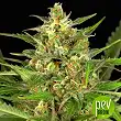 Gorilla Autoflowering - Dinafem Seeds Gorilla Autoflowering - Dinafem Seeds