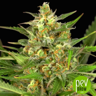 Gorilla Autoflowering