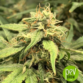 Cookies Autoflowering
