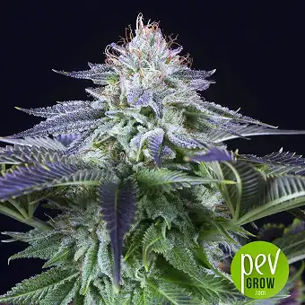 Dinamed Kush CBD Autoflowering - Dinafem Seeds