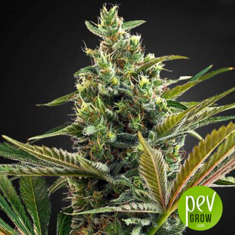 Super Lemon Haze CBD