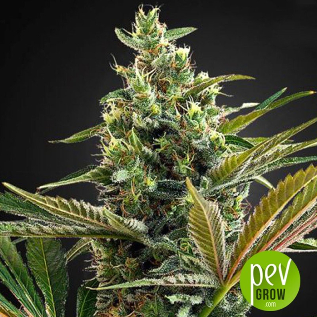 Super Lemon Haze CBD - Green House