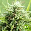 Cookies Krush - Super Strains Cookies Krush - Super Strains