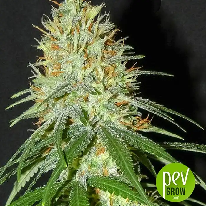 Enemy's Dream - Super Strains