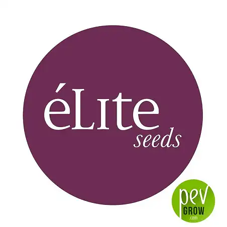 Sologerol Auto - Elite Seeds
