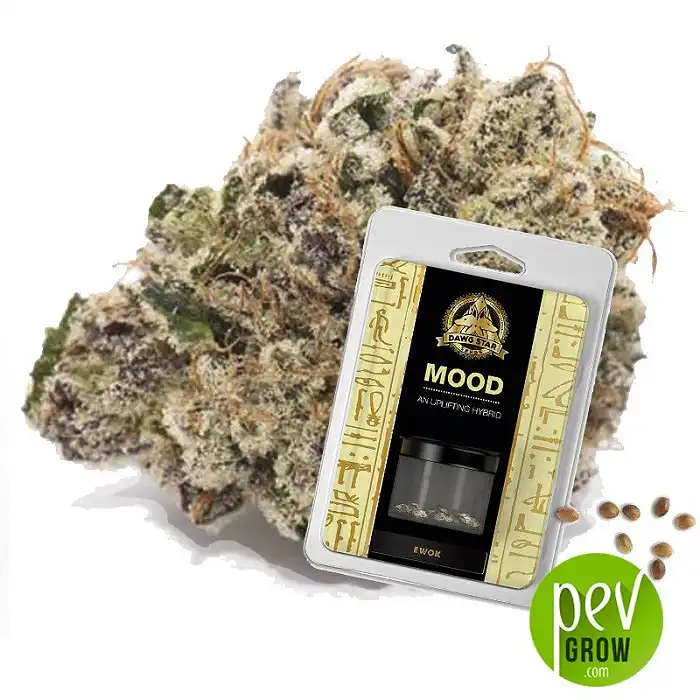 Ewok - Dawg Star Seeds