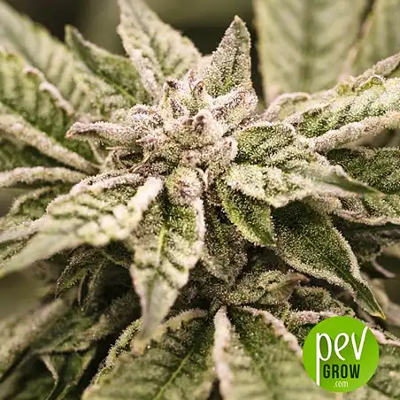 Ewok plante - Dawg Star Seeds