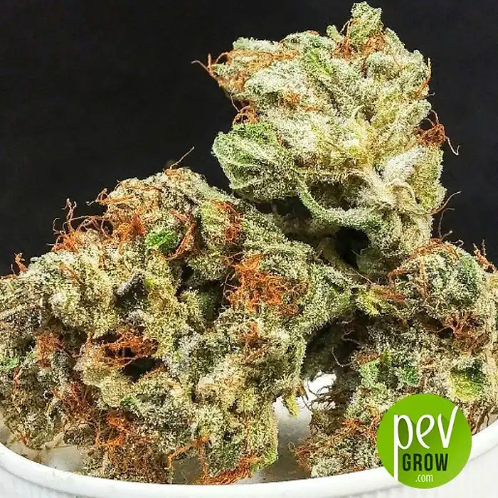 Fire Bubba - Gold Leaf Gardens