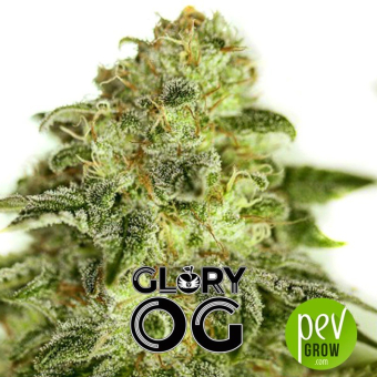 Glory OG