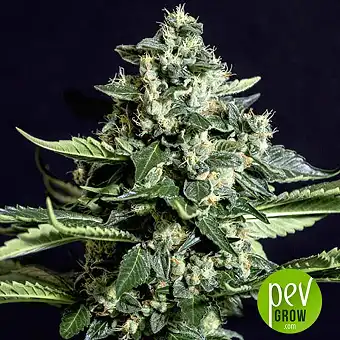 Gorilla Bilbo - Genehtik