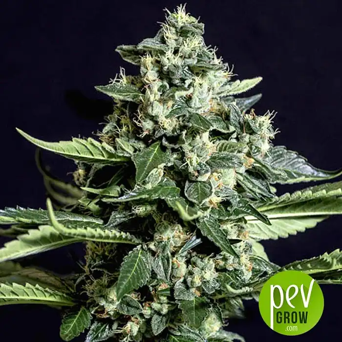 Gorilla Bilbo - Genehtik