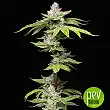 Grease Monkey - Phat Panda Grease Monkey - Phat Panda