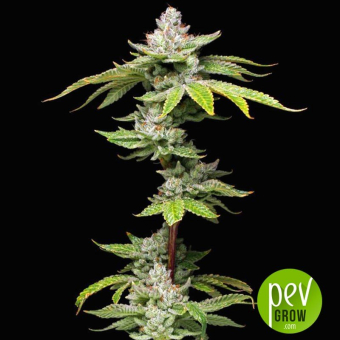 Grease Monkey Phat Panda