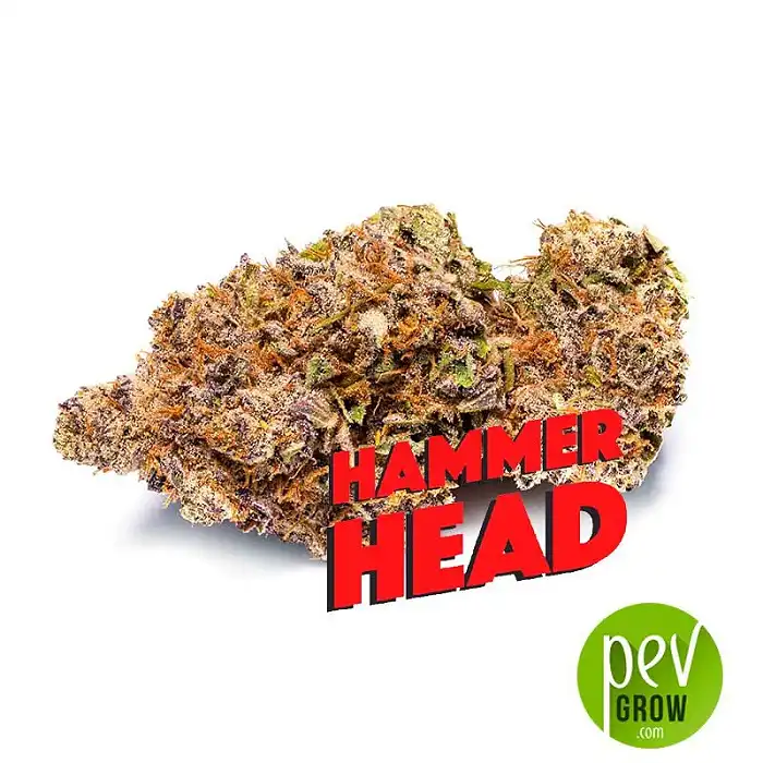 Hammerhead - Phat Panda