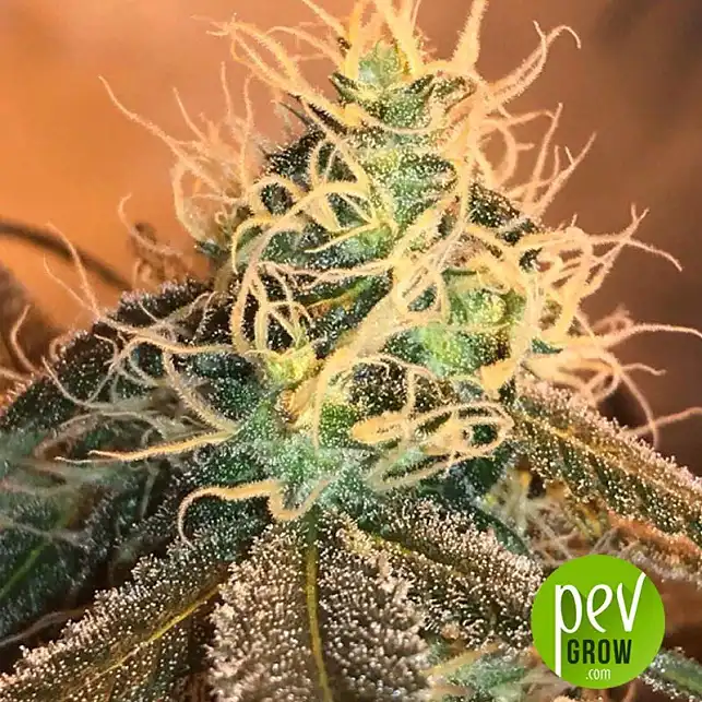 Hazey Margarita LTD - Subcool's the Dank Hazey Margarita LTD - Subcool's the Dank