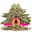 Green Gelato - Royal Queen Seeds