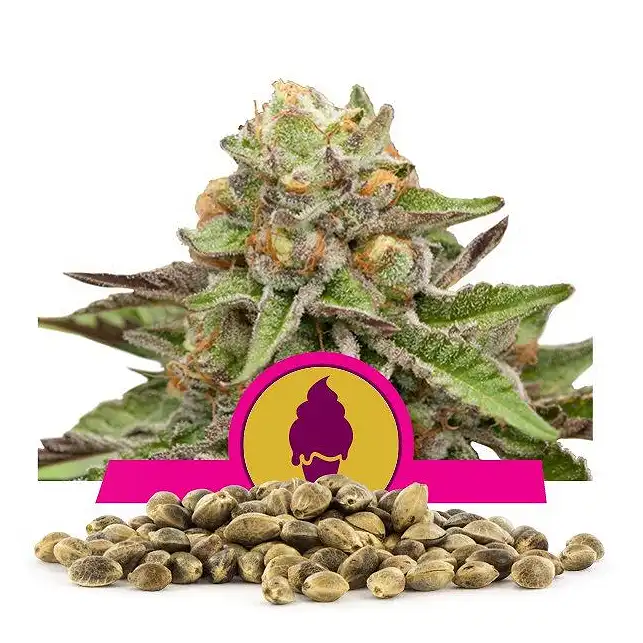 Green Gelato - Royal Queen Seeds