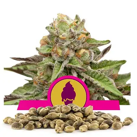 Green Gelato - Royal Queen Seeds