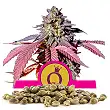 Purple Queen - Sweet Seeds - Royal Queen Seeds