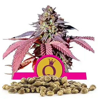 Purple Queen - Sweet Seeds - Royal Queen Seeds