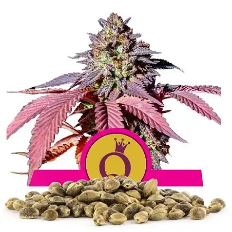 Purple Queen - Sweet Seeds - Royal Queen Seeds