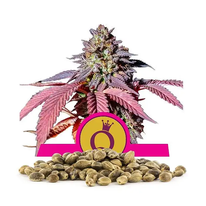 Purple Queen - Sweet Seeds - Royal Queen Seeds