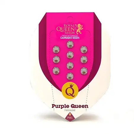 Purple Queen - Sweet Seeds package - Royal Queen Seeds