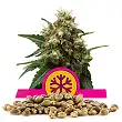 Ice - Royal Queen Seeds 1
