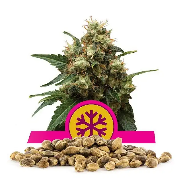 Ice - Royal Queen Seeds 1