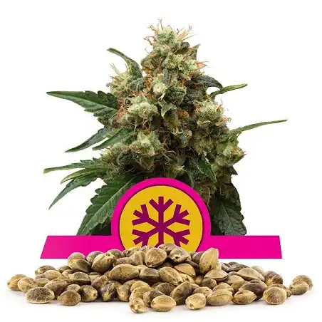 Ice - Royal Queen Seeds 1