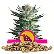 Fruit Spirit - Royal Queen Seeds