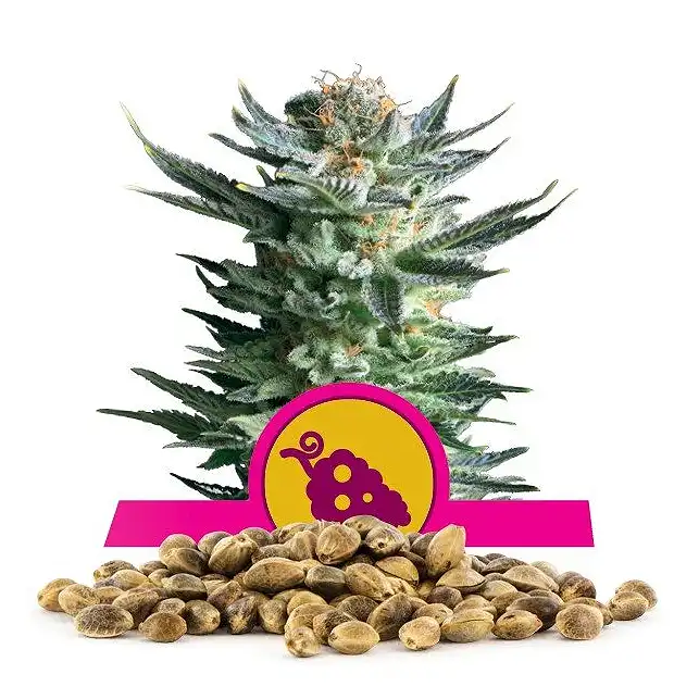 Fruit Spirit - Royal Queen Seeds