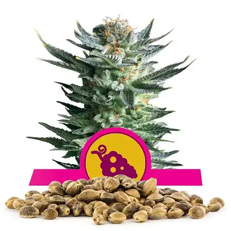 Fruit Spirit - Royal Queen Seeds