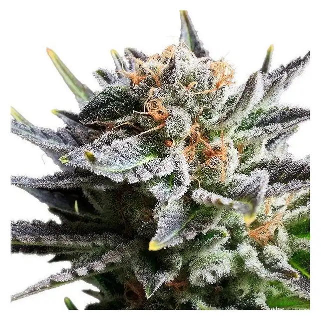 Fruit Spirit - Royal Queen Seeds 2