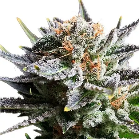 Fruit Spirit - Royal Queen Seeds 2