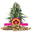 Power Flower - Royal Queen Seeds 1