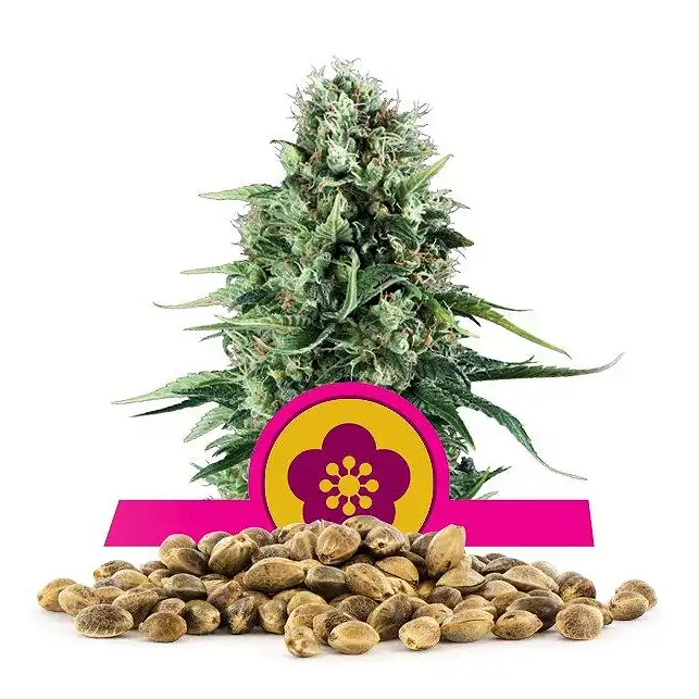 Power Flower - Royal Queen Seeds 1