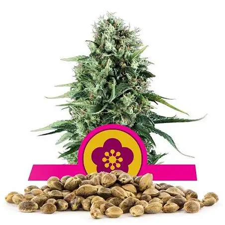 Power Flower - Royal Queen Seeds 1