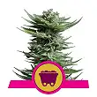Shining Silver Haze - Royal Queen Seeds 2
