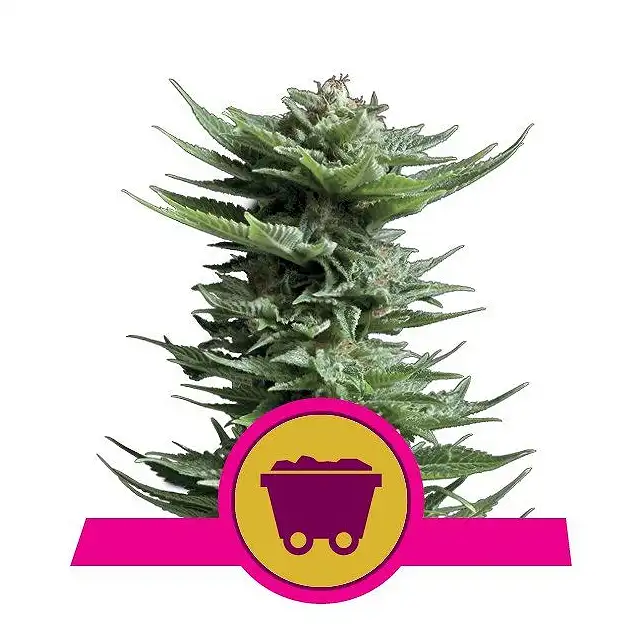 Shining Silver Haze - Royal Queen Seeds 2